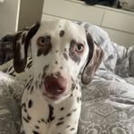 Nova Robinson - @novadevondalmatian - Instagram