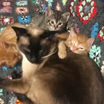 Nova&Zorba ve bebekler - @nova_royal_family - Instagram