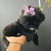 NovatheShihtzu - @novasimmons - TikTok
