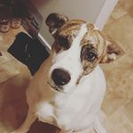 Nova simpson - @princessnova17 - Instagram
