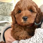 Penny Nova Stephens - @sweetp_penny - Instagram