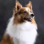 Zia-Nova Stephens - @ziathetoysheltie - Instagram