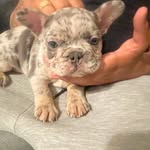 nova imani taylor. - @theofficalpupnova_ - Instagram