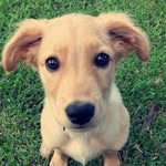 Nova Taylor - @novataylorthedog - Instagram