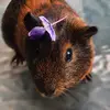 𝗡𝗼𝘃𝗮 - @nova_the_pig - TikTok