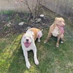 Nova & Tucker - @nova_and_tucker - Instagram