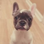 Nova Tucker - @_nova_the_frenchie - Instagram