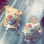 Tucker&Nova - @tucker.nova.pitties - Instagram