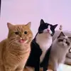 nova123wang - @nova123wang - TikTok