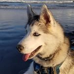 Nova The Gray White Husky - @nova_white_husky - Instagram