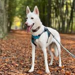 Nova the Siberian Husky - @nova.whitehusky - Instagram