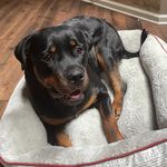 Nova Aaliyah Williams - @nova_therotty - Instagram