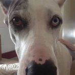 Nova Williamson - Facebook