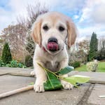 Nova Wood - @dognovawood - Instagram