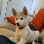 Nova Wright - @nova_thehusky20 - Instagram