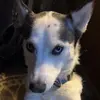 Nova Wright - @nova_the_husky1 - TikTok