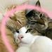 NOVY TAN PAGE - Facebook