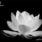 Nu Phan - Facebook