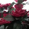 Nuala Collins - @nualacollins1 - TikTok