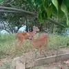 Nurys Peña - @nurys.pea1 - TikTok