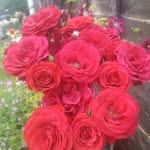 nuzhat ali - @nuzhat.ali - Instagram