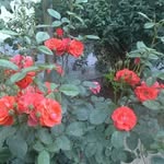 Nuzhat Ali - @nuzhat323 - Instagram
