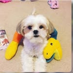 Nya Mason - @themightypup_nya - Instagram