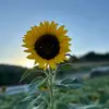 Nyesha Davis - @nyesha.davis5 - TikTok