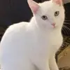 Nyla Ahmed - @nylaahmed1 - TikTok