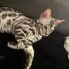 nyladawsonthebengal - @nyladawsonthebengal - TikTok