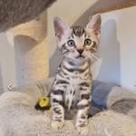 @nyladawsonthesilverbengal - Instagram