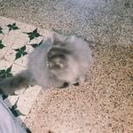 Nyla Thomas - @kpntrambi - Instagram