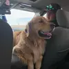 oakley arnold - @oakley.the.golden - TikTok