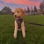 Oakley Diva Arnold - @oakley.thediva - Instagram