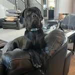 Oakley the Cane Corso - @oakley_barrett2 - Instagram