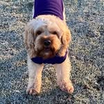 Adventures of Mr Oakley - @oakleybarton_1 - Instagram