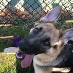 Oakley Bell - @oakleybell.gsd - Instagram