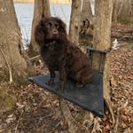 Oakley Bell 🐶 2/23/18 - @oakleybell.theboykin - Instagram