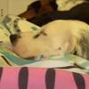 Oakley_bell - @oakadok_bellabooboo - TikTok