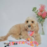 Oakley Belle | Dog fashion and spoilt princess 🎀 - @oakleybelleslife - Instagram