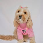 Oakley Belle | Dog Fashionista - @oakleybellesworld - Instagram