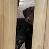 OakleyandBella_ - @oakleyandbella_ - TikTok