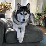 Oakley Bennett - @oakleythesiberian_ - Instagram