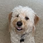 Oakley - @oakley_bennett8 - Instagram