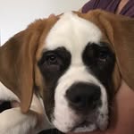 Oakley Benson - @oakley_the_saintbarnard - Instagram