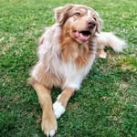 𝓞𝓪𝓴𝓵𝓮𝔂 - @oakley_berger_australien - Instagram