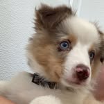 Oakley Blake - @thisacchasbeen_delered - Instagram