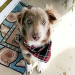 Oakley Blake & Wrangler - @the.adventure.dog - Instagram