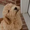 🐶🐶 - @oakleyboy_dood - TikTok