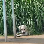 Oakley Brewer - @oakleywhitelab_ky - Instagram